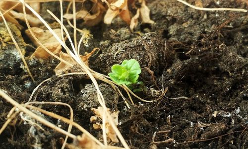 Close-up of young plant growing outdoors