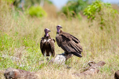 Close-up of eagle on field