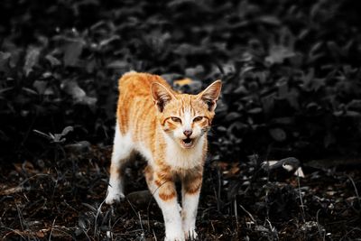 Close-up portrait of cat