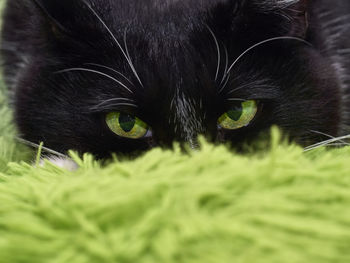 Close-up portrait of black cat