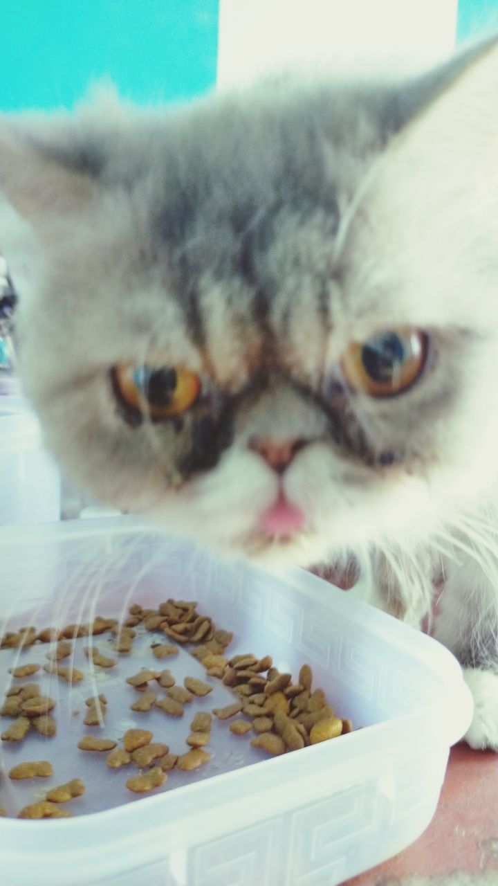 CLOSE-UP PORTRAIT OF CAT WITH DOG