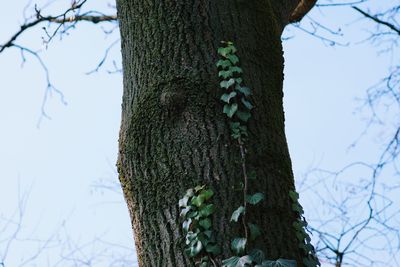 Low angle view of ivy on tree trunk