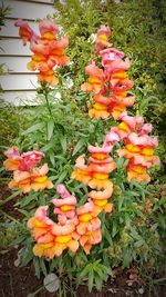 Close-up of fresh orange flowers blooming in park