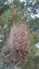 Close-up of pine tree in forest
