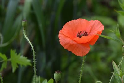 Close-up of orange poppy