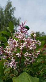 Close-up of white flowers