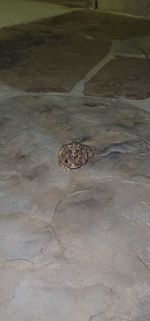 High angle view of crab on rock