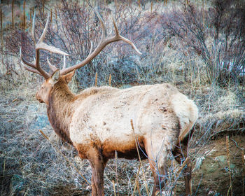 Deer in zoo