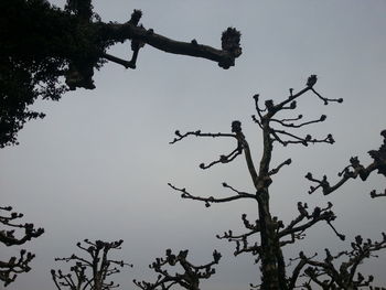 Low angle view of silhouette tree against clear sky