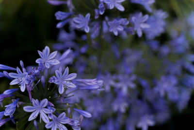 Close-up of purple flowering plants