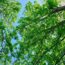 Low angle view of trees