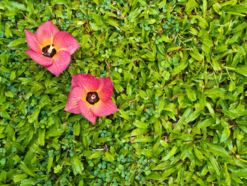 Close-up of pink flowering plant