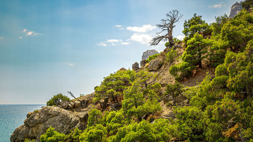 Plants growing on rock by sea against sky