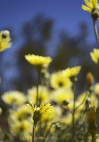 Close-up of yellow flower