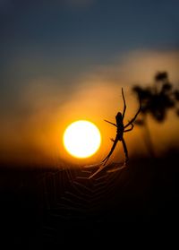 Close-up of spider on web against sky during sunset 