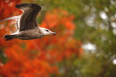 Side view of a bird flying