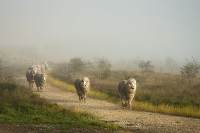 Sheep grazing in a field