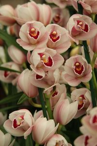 Close-up of pink flowers