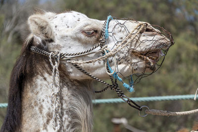 Close-up of the head of a dromedary with metal harness