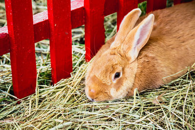 Close-up of rabbit on grass