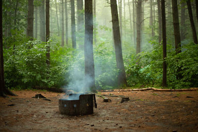 Scenic view of forest