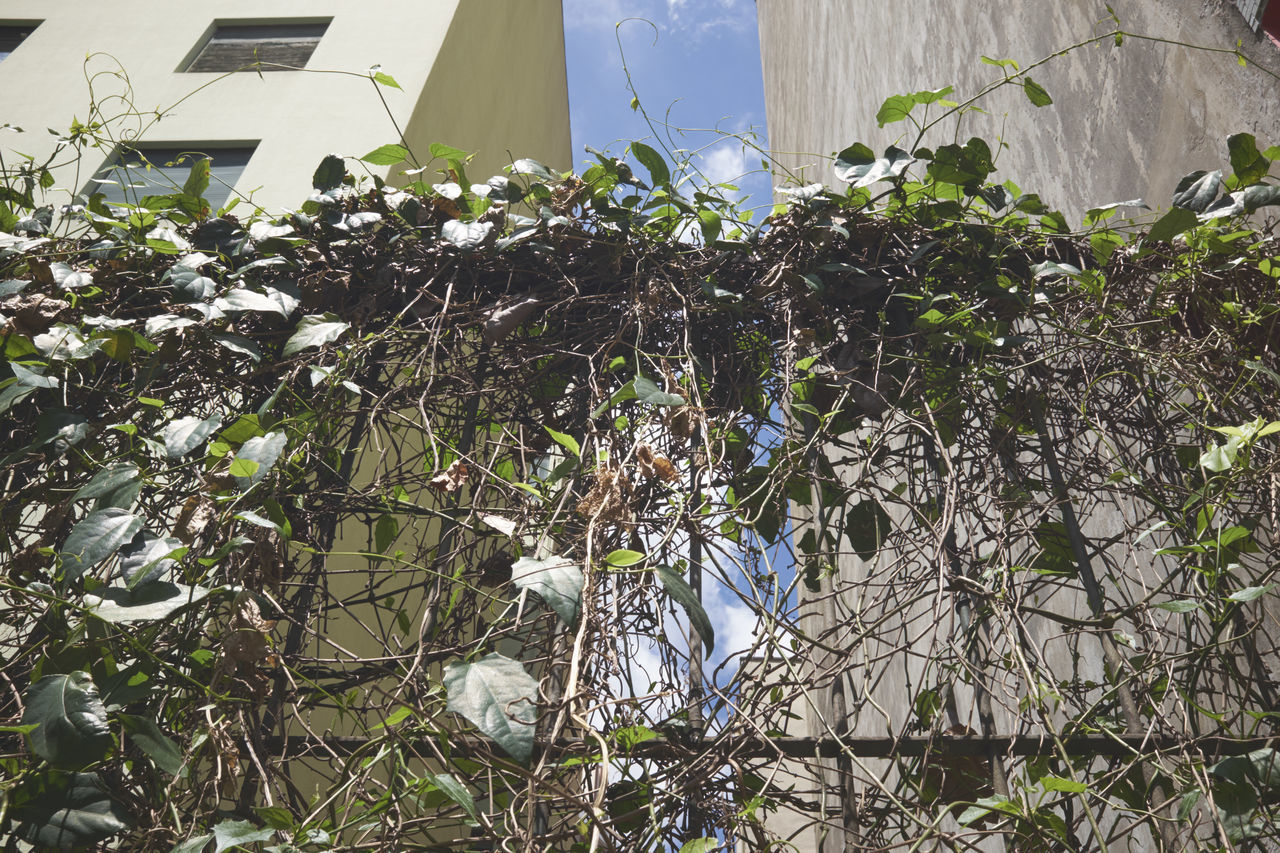 LOW ANGLE VIEW OF TREES AGAINST BUILDING