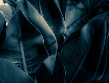 Full frame shot of succulent plant