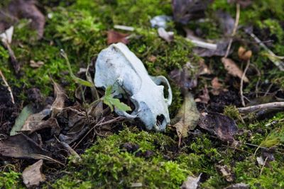 Close-up of animal skull