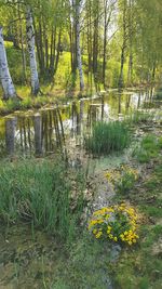 Scenic view of lake in forest