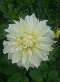 Close-up of white flowers