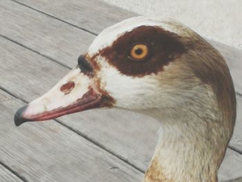 Close-up of a bird