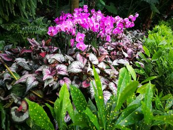 View of flowers in bloom