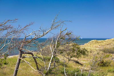 Plants by sea against clear blue sky