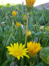 Close-up of yellow flowers blooming on field