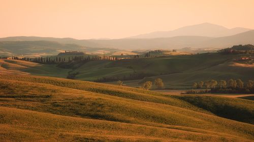 Scenic view of agricultural field against sky during sunset