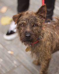 Close-up portrait of dog