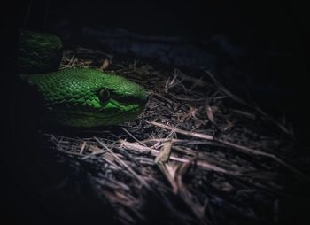 Close-up of lizard