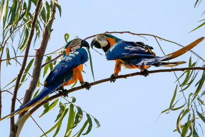 Low angle view of two blue-and-yellow macaws facing each other on a branch against blue sky