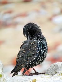 Close-up of bird perching on rock