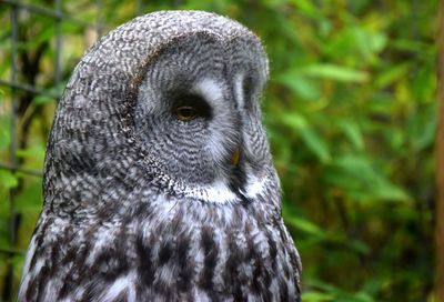 Close-up portrait of owl