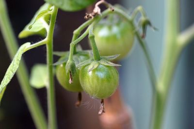 Close-up of fruit growing on plant