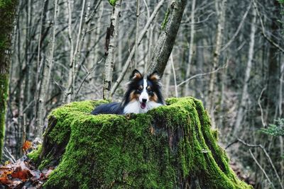 Dog on tree trunk in forest