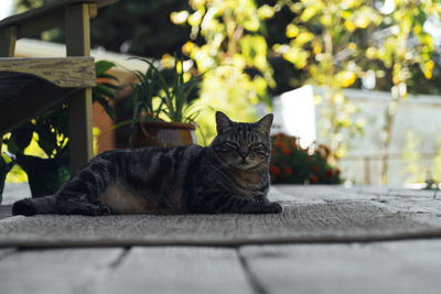 The cat is resting on the deck of the backyard against the background of the golden setting sun