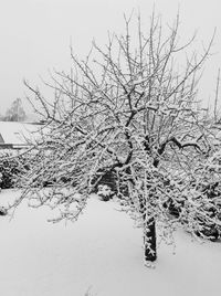 Snow covered bare trees against sky