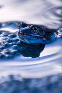 Close-up of frog with spawn in water pond