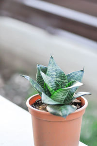 Close-up of succulent plant on table