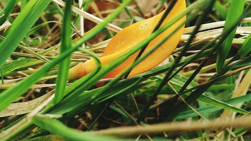 Close-up of grass growing in field