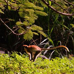 Close-up of sheep on tree