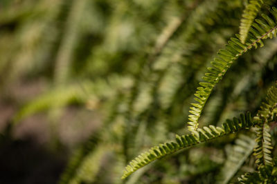 Close-up of fern leaves against blurred background