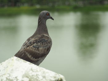 Close-up of pigeon on rock by lake